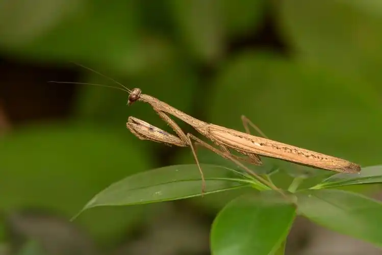 莲石湖拍摄一组螳螂