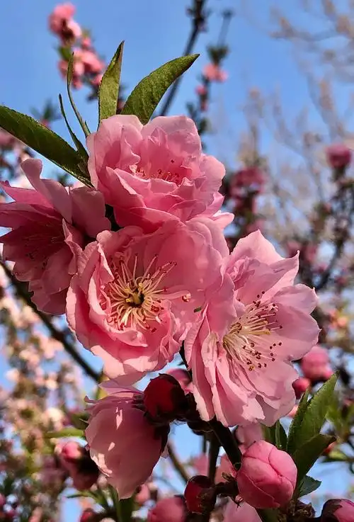 美丽的双瓣桃花