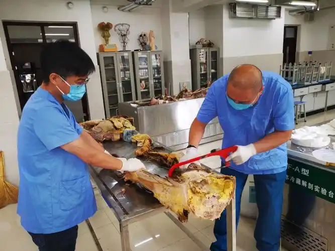 人体解剖学教研室顺利完成暑期人体解剖标本自制工作-基础医学教学部