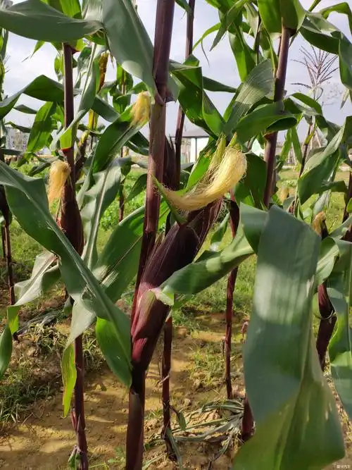 应该是不同品种的玉米,有点像超市卖的紫色的那种玉米