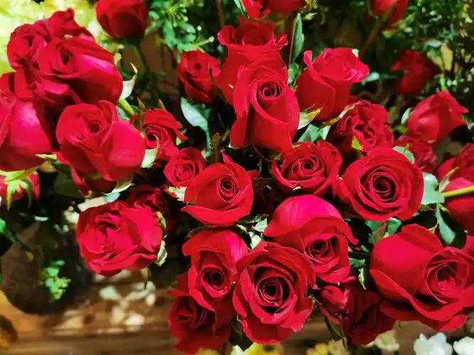 娇艳欲滴 红玫瑰 节日 鲜花 漂亮的花