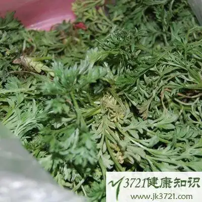 茵陈的功效与作用茵陈的药理作用是什么
