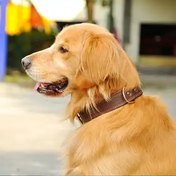 牛皮项圈狗脖圈