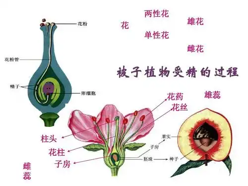 无忧文档 所有分类 初中教育 理化生 七年级生物下册 第一章 第二节