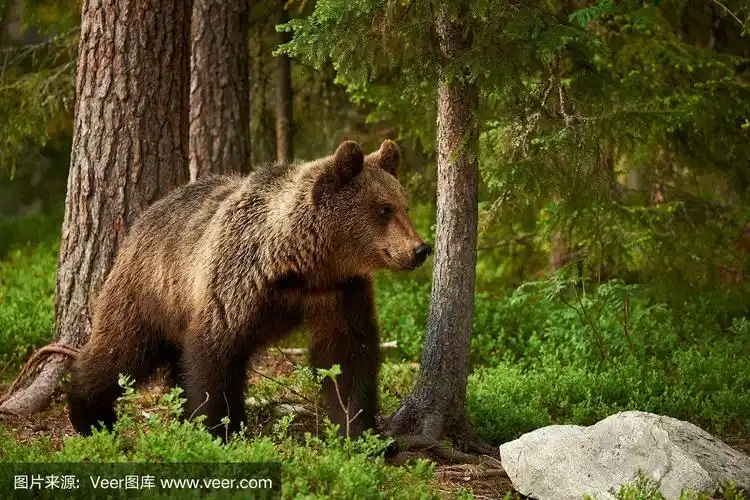 棕熊,森林,小熊,自然,褐色