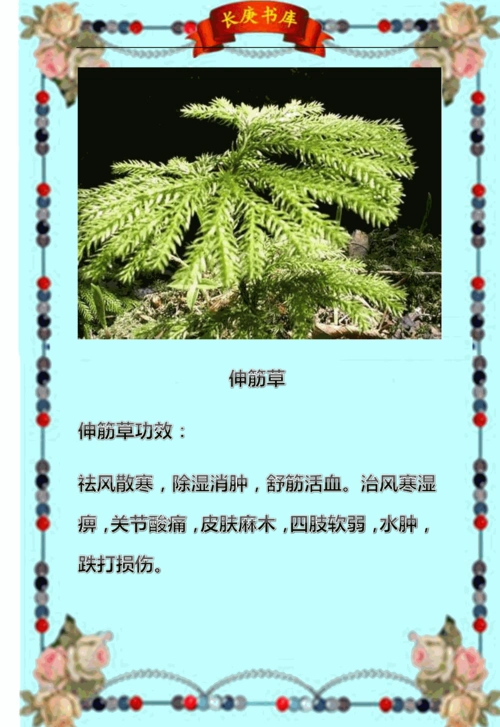 伸筋草药酒〗每天擦一擦,专治关节炎颈椎病!