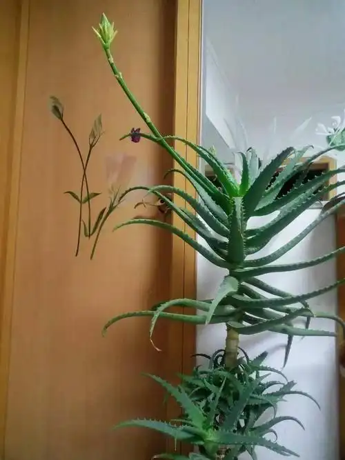 绽放的木立芦荟