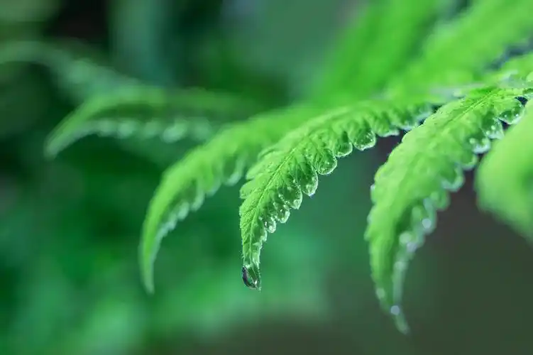 绿叶上的露珠素材壁纸