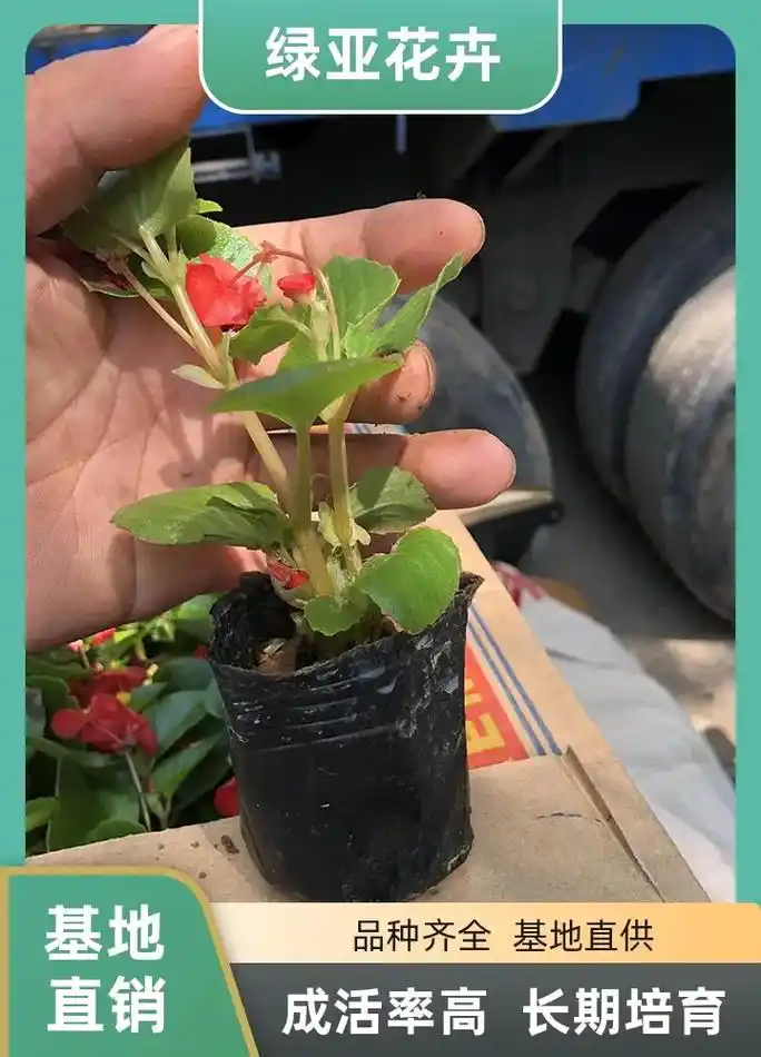 贵州四季海棠价格,推荐绿亚花卉苗木,基地直销,品类多样,四季 - 抖音