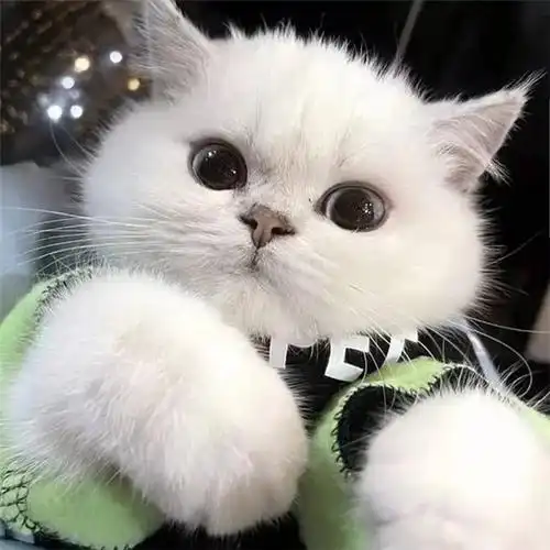 干净唯美可爱萌猫咪治愈系头像图片