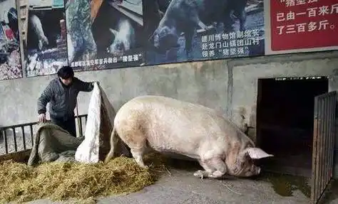 汶川地震被掩埋36天,被挖出来仍活着的"猪坚强",现状怎样?