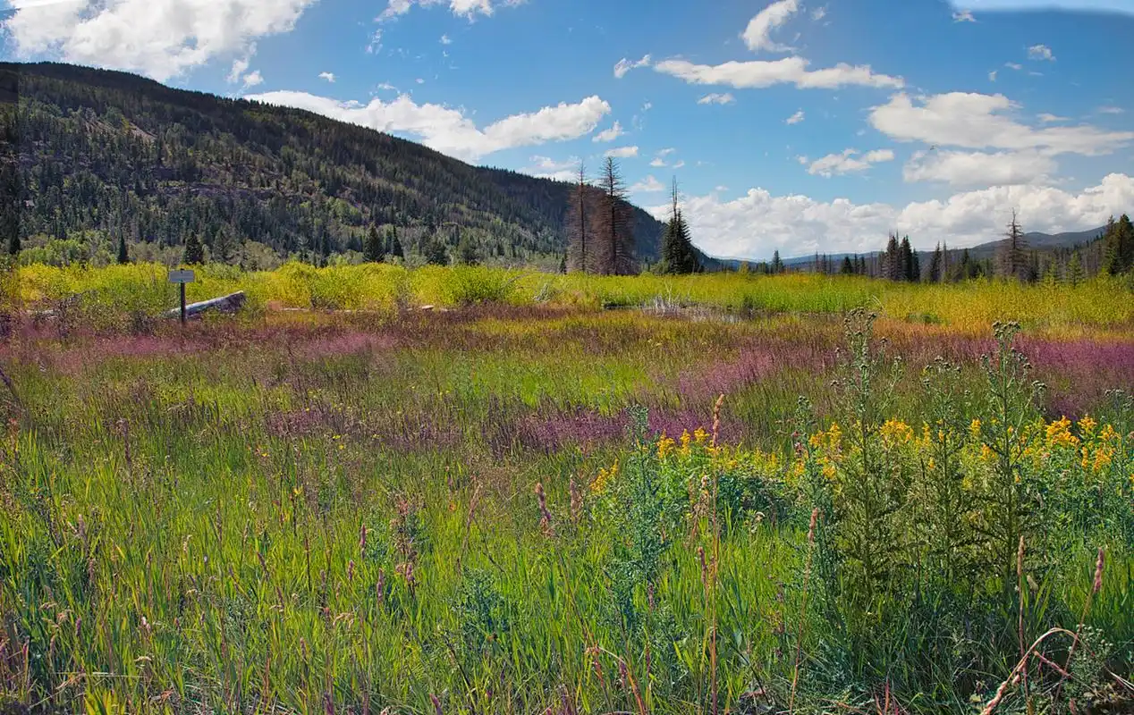 新疆伊犁喀拉峻大草原是典型的山地草甸类型草原,地势起伏和缓,视野