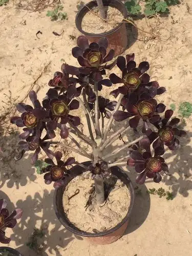 清棚处理多肉植物法师 墨法师 尺寸大 颜色好 花型周正