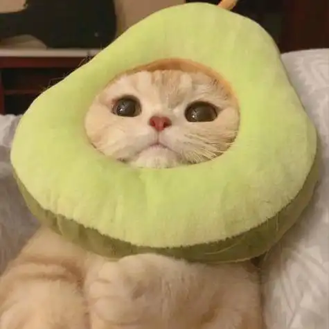 可爱小猫咪萌宠头像猫猫头像