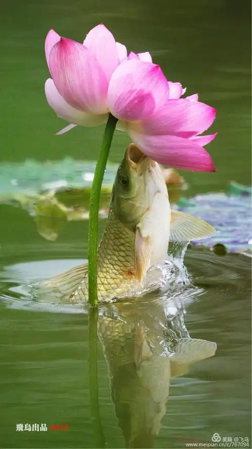 1200_2133竖版 竖屏