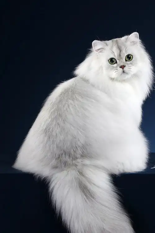 盘点十大可爱猫咪!第三名是汤姆的原型,第一名实至名!