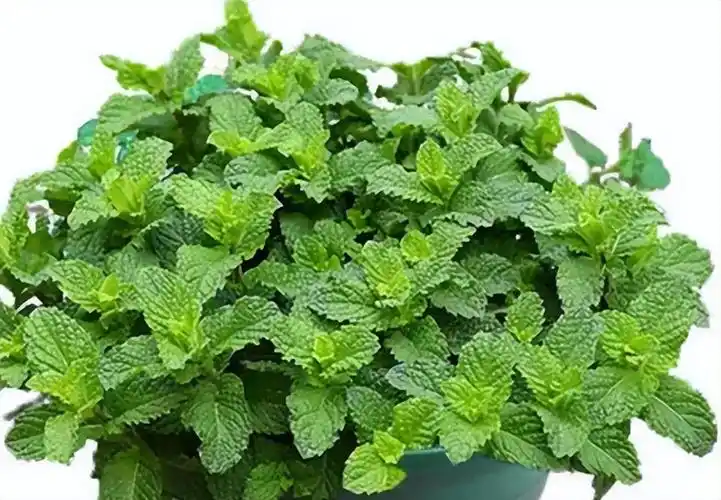 薄荷什么时候播种最好,薄荷种植方法 - 花晓网