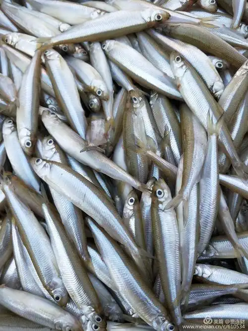 宽甸美味秋生子鱼