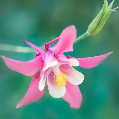 中老年头像大全:好看的花朵微信头像图片