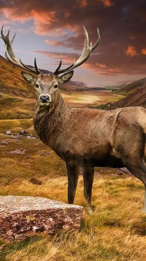 鹿看着你,角,山谷 iphone 壁纸