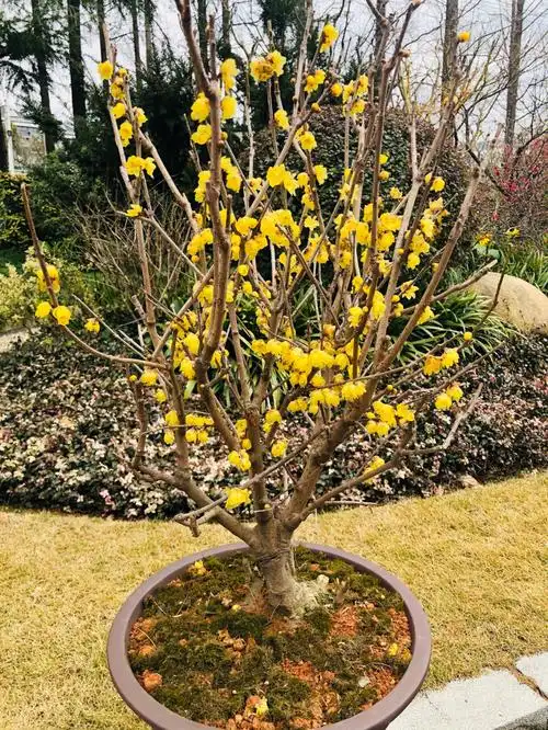 梅川公园之梅花盆景