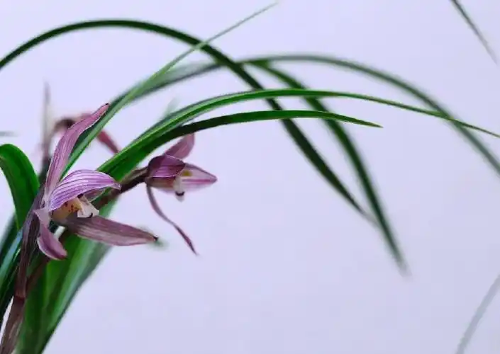 《兰花香又来》