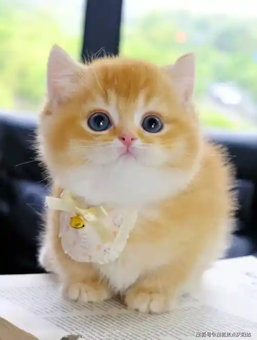 天津买金渐层猫首页网站(天津北辰区)买金渐层猫去哪里买比较好