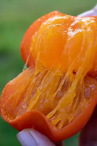 手拿柿子剥开果肉特写在绿色背景中