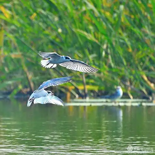 钟情于山水之间,与鸟对语