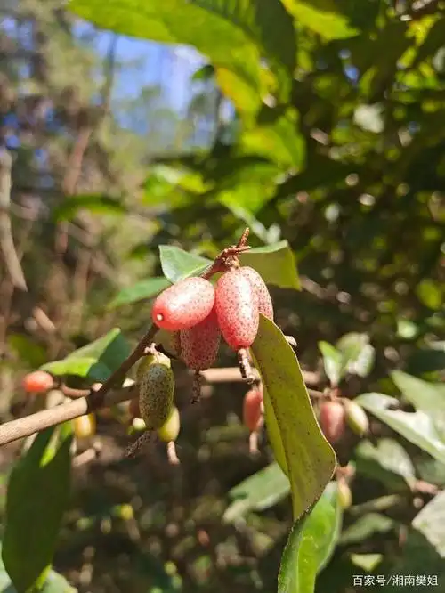 这种野果你们见过吗?