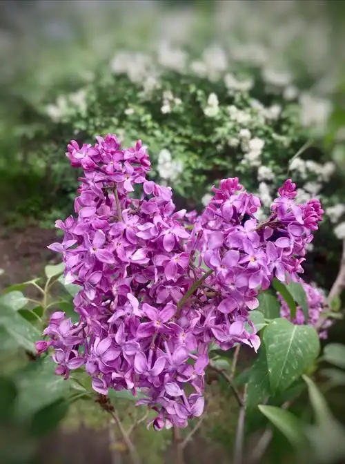 花开正艳的重瓣洋丁香(手机拍)