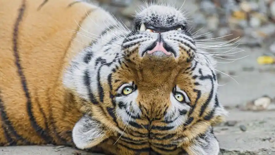 壁纸 老虎趴在地面上,头抬起