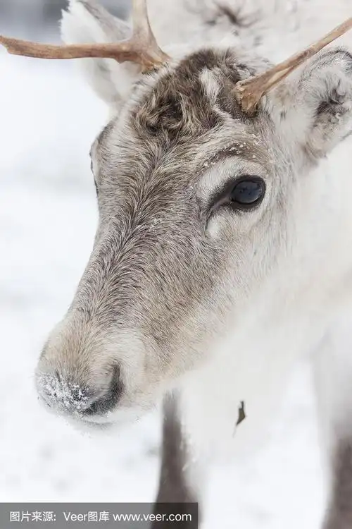 白色驯鹿头特写