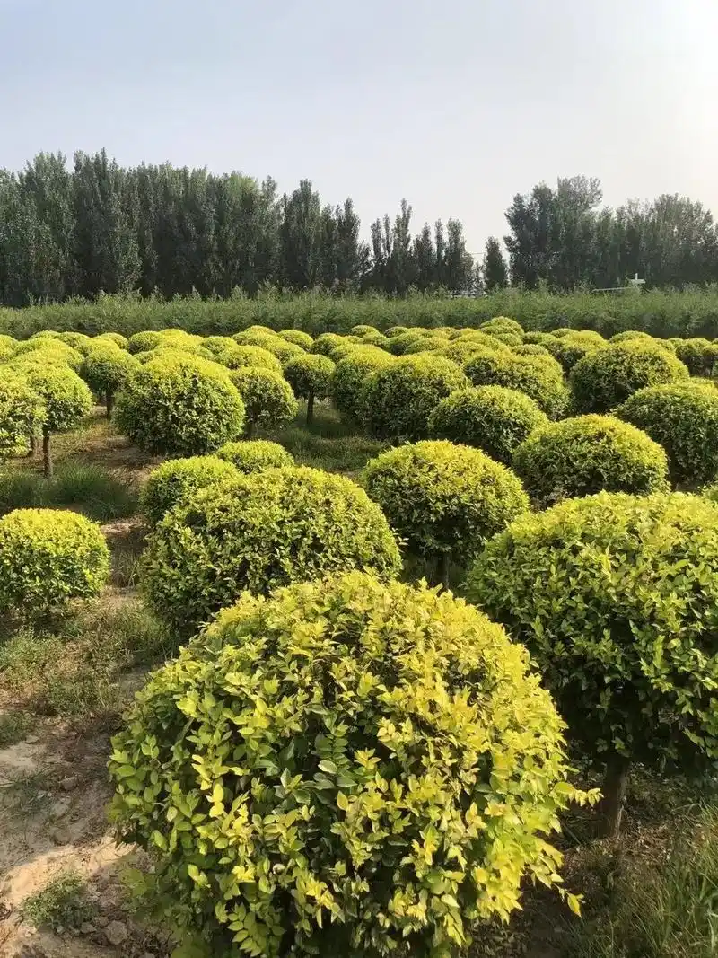 金叶榆球,各种灌木,河北苗圃