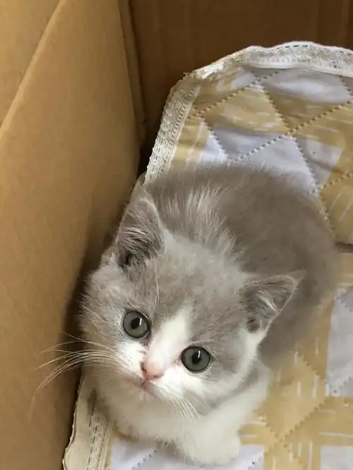 丁香色加白英短找主人