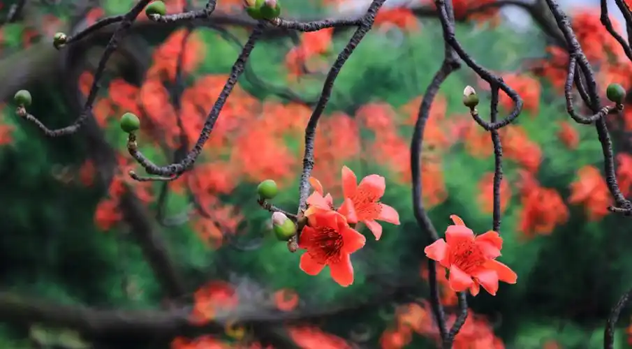 诗词鉴赏木棉花开诉春归有关木棉花的诗句烧红整个春天