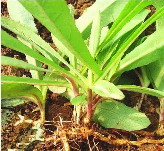 山苦菜花为舌状花,花瓣和花蕊都是黄色,它的颜色同
