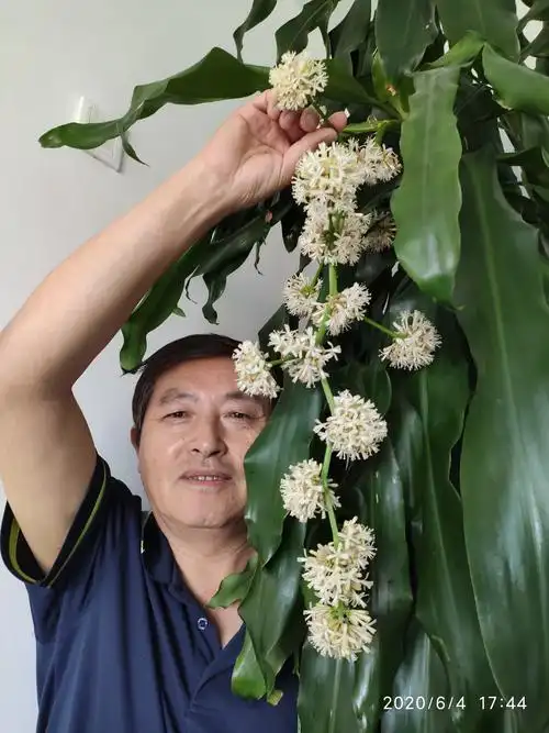 记录巴西木开花全过程(每日一拍) 2020.6.