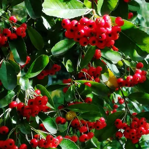 红红火火的火棘 - 美篇