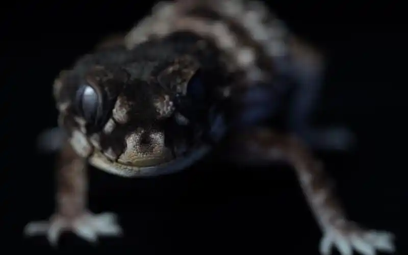 巨龙降临nephrurusasper瘤尾守宫抓根宝配乐