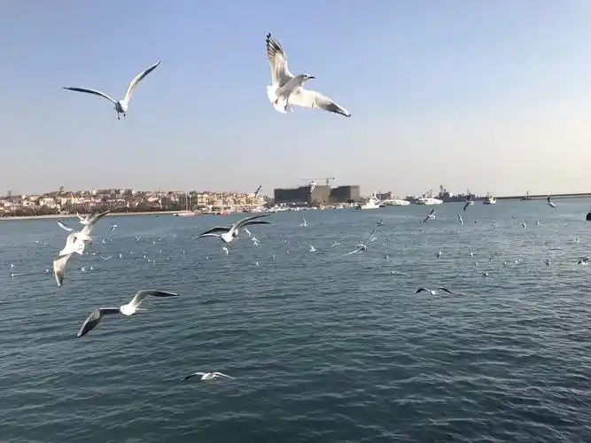 图文原创:观青岛初冬翱翔的海鸥有感