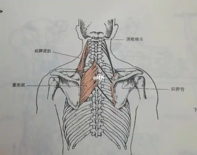 每天学习一个肌肉——肩胛提肌