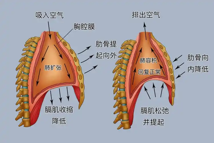 呼吸运动的过程示意图_有来医生