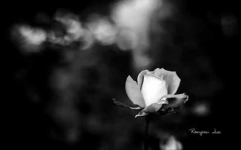 微软官方主题黑白花卉,高清图片,电脑桌面-壁纸族