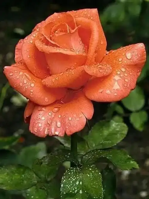 玫瑰花是什么科?