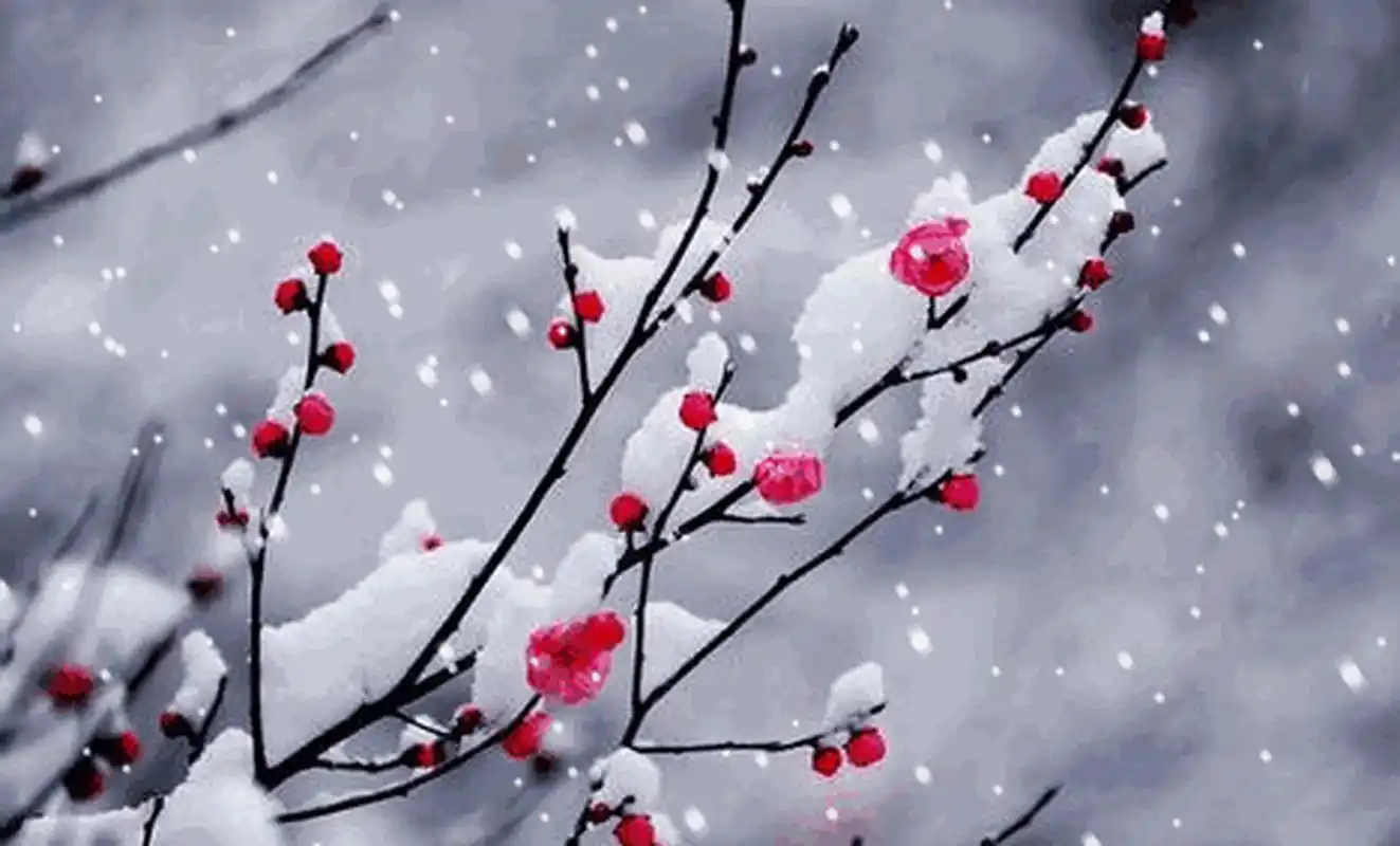 通篇没有一个"梅"字,却是咏梅词中的绝品,值得一读