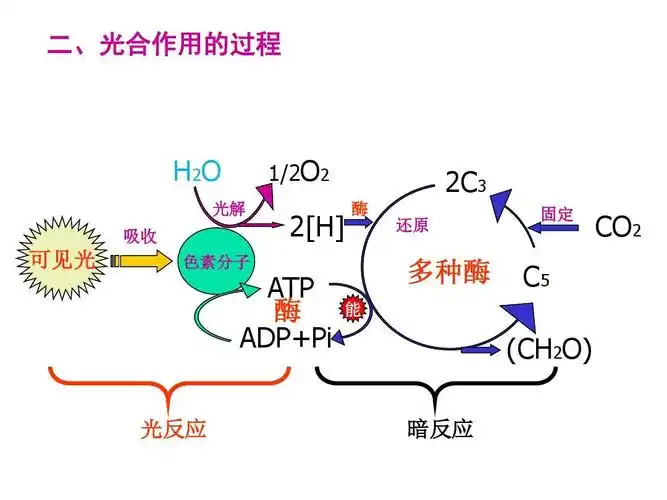 4能量之源-光与光合作用(二)一轮复习精品答案ppt 二,光合作用的过程