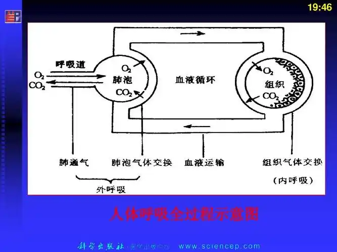 人体呼吸全过程示意图