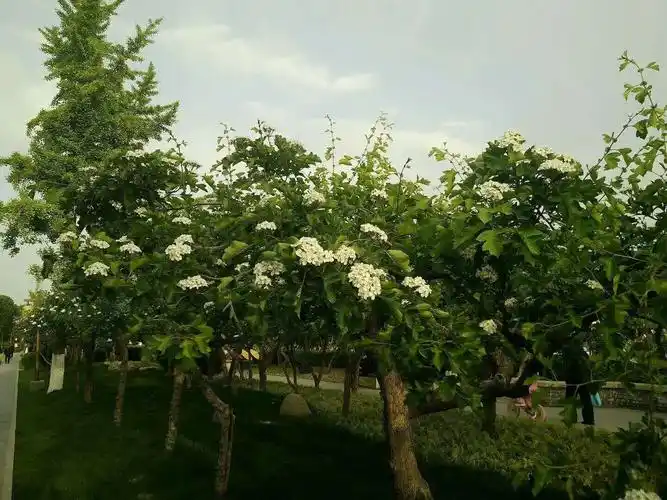 咏树抒怀《作者;布衣》