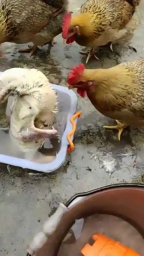 母鸡是个热心肠竟然亲自帮忙拔鸡毛网友本是同根生相煎何太急